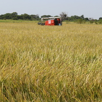CHAD-AGRICULTURE-CHINA AID-HARVEST