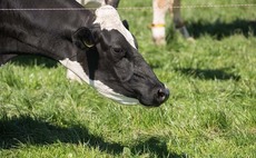 Supply and demand uncertainty in dairy sector