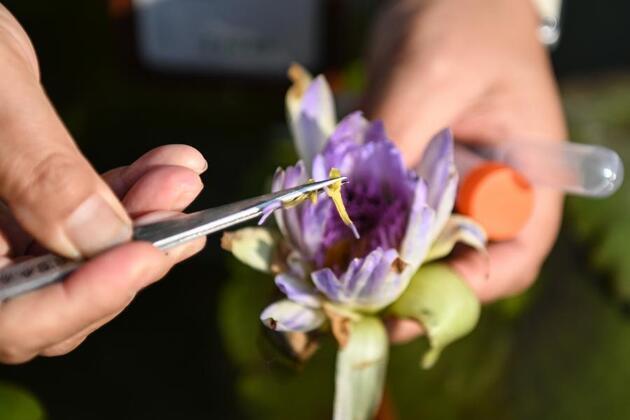 Tipping scales in fighting against pollen