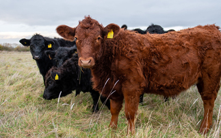 Yorkshire and Lincolnshire farms now in bluetongue restricted zone