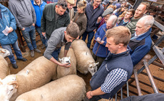 OPINION: Are we breeding out stockmanship from the next generation?