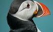 Puffin-8 sidetrack finds 232m oil column