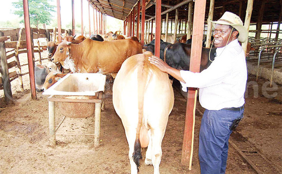 Polof. Bazeyo ng’ali mu nte ze ez’ennyama z’alunda. Polof. Bazeyo ng’ali mu nte ze ez’ennyama z’alunda.