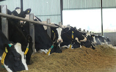 Breeding programme fast tracks genetic gain