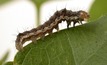 CSIRO project maps out ways to beat megapests