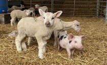Farm closes its animal experiences after visitors report sickness outbreak