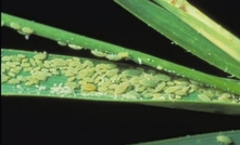 Russian wheat aphid invasion threatens Australia