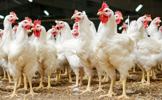 H2 Equity Partners acquires Poultry Machinery Joosten
