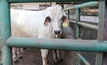 Elders cleared of Israeli abattoir abuse