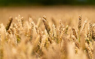 Breeder sets out their winter wheat options for 2026-27 season and beyond