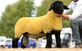 Sales round up: Breed records, Suffolk sales, young handlers, online sheep sales