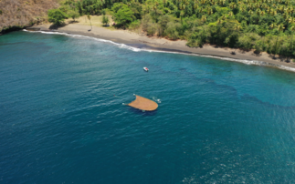 How Seafields is farming a 'fast-growing' coastal threat to create biochar and other sustainable products