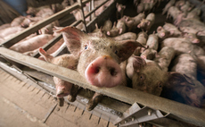  Livestock emissions heading 'dramatically' in wrong direction, study warns