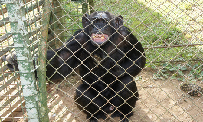 Oldest Known Ugandan Chimpanzee dies at 54 Oldest Known Ugandan Chimpanzee dies at 54