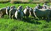 Natural algae boosts health benefits of lamb