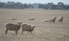 Jumbuck Pastoral's vast holdings covering more than one million hectares of pastoral land are for sale.