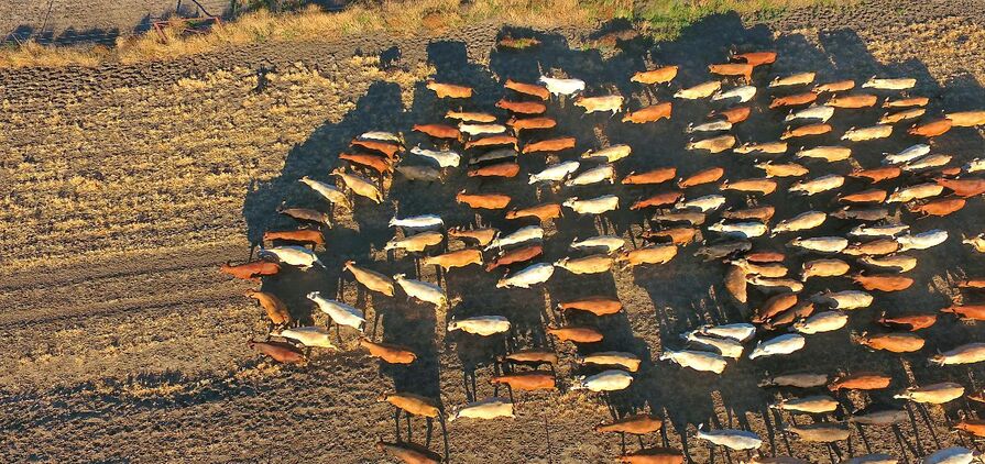 ABS data shows Australian beef production hit a record high last financial year.