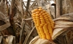 Sweet corn could slow eye disease