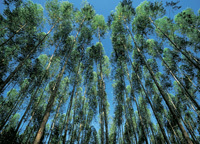 BSW Timber creates 25 new jobs at Newbridge-on-Wye sawmill