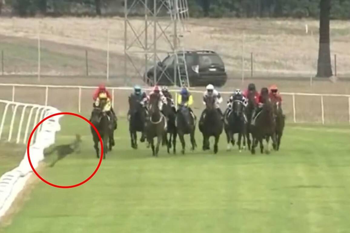 See the moment a kangaroo comes within INCHES of causing a disastrous fall at horse race