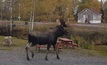 A moose passes Sokoman’s field office window at Moosehead