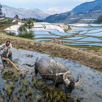 China's Hani terraces illustrate the Chinese philosophy of living in harmony with nature