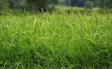 Project launched to increase grassland resilience | Farm News | Farmers ...