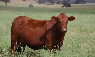 Many studies have shown calm animals gain more weight more quickly compared to their feistier counterparts. 