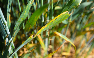 Early crop disease levels set stage for a challenging season ahead