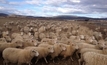 Ramsays amped over lamb revamp