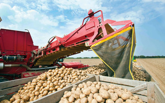 How a new threat to potatoes demands smarter risk management strategies