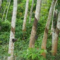 (Hello Africa) China's zero-tariff policy opens new opportunities for Cote d'Ivoire's rubber sector