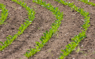 NFU reports overwhelming support for initial sugar beet energy scheme