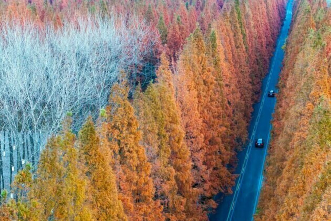 The climate case for planting trees has been overhyped - but it's not too late to fix it