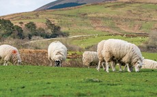 Watch out for worms in ewes this autumn