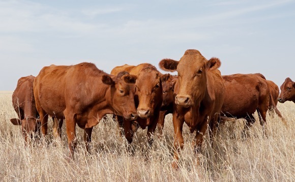 Guy Hands buys Australian cattle business from Terra Firma