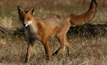 New order quells fox threat