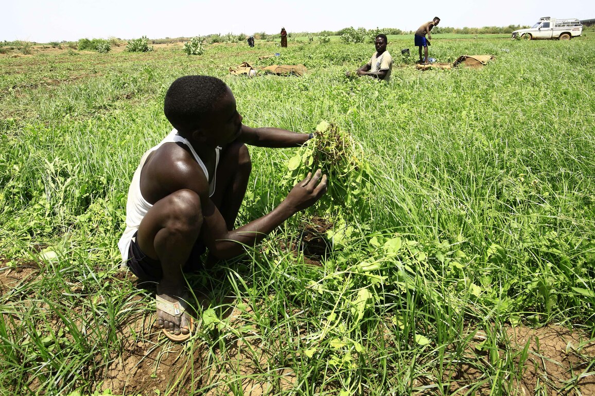 SUDAN-OMDURMAN-HARVEST
