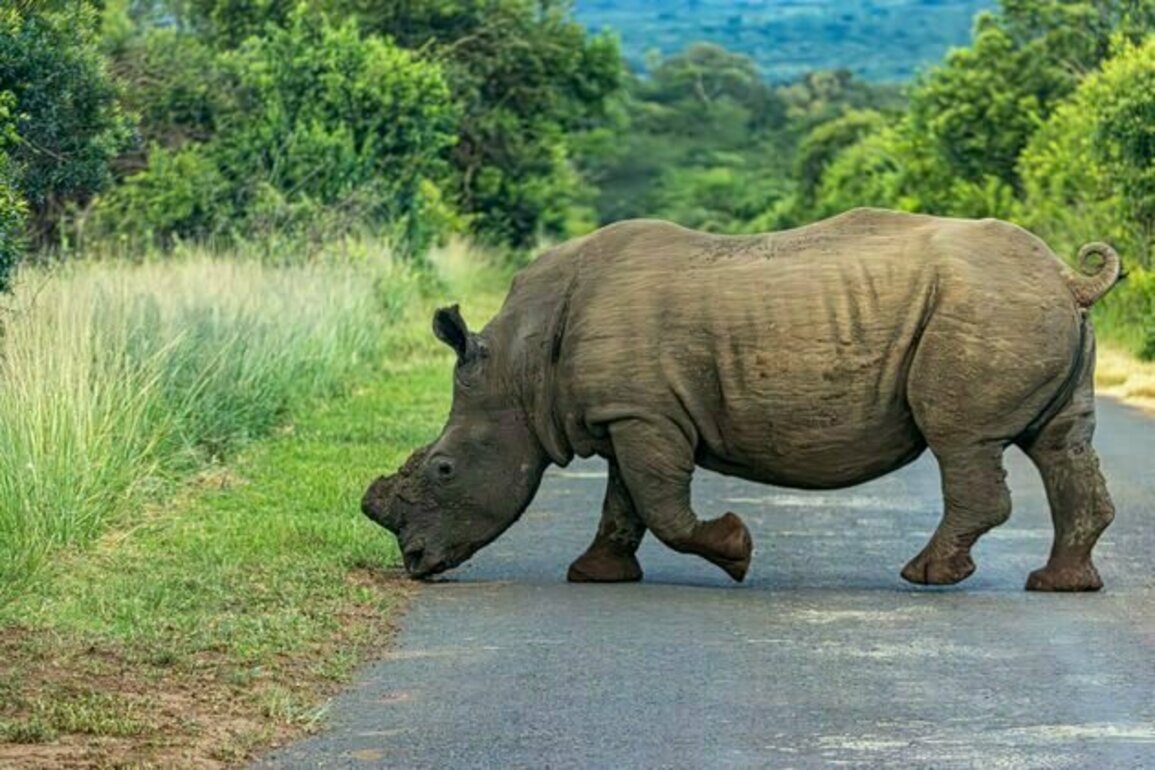 Dehorning rhinos tips the balance against poaching - new study