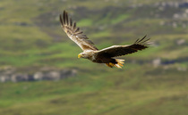 Bank of England's banknote shortlist called into question after inclusion of white-tailed eagle