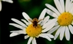 Bee industry a mixed bag in 2013 season