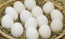 WA egg producers want answers