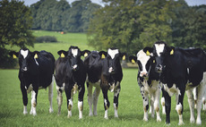 Why you should rethink your dairy heifer inventory to boost financial return on-farm