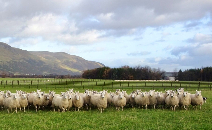 Why better sheep fertility starts long before the ram goes in the field