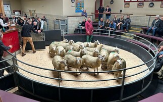 Auction mart sales round-up: Strong spring lamb trade; steady averages for feeding cattle; dairy trade to £3,000+
