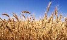 Indonesia is Australia’s largest wheat market – accounting for more than 20% of exports annually.  