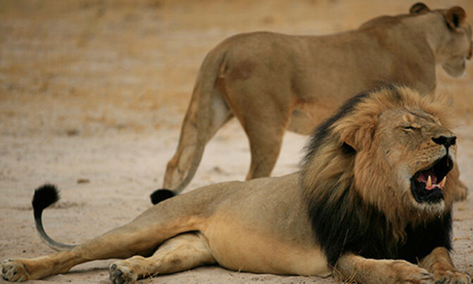 Zimbabwe drops case against Cecil the lion killer Zimbabwe drops case against Cecil the lion killer