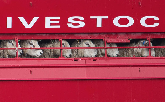 Livestock industry braces itself for possible policy changes