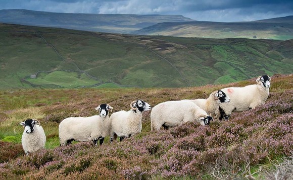 Tree planting drives hill flock dispersals