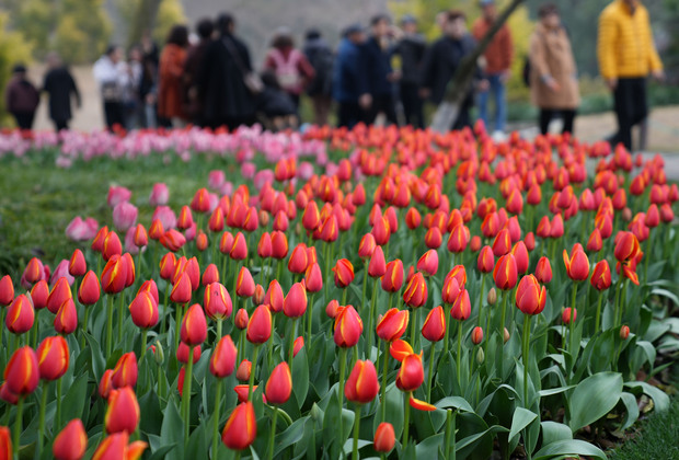 CHINA-ZHEJIANG-HANGZHOU-SPRING BLOSSOMS (CN)